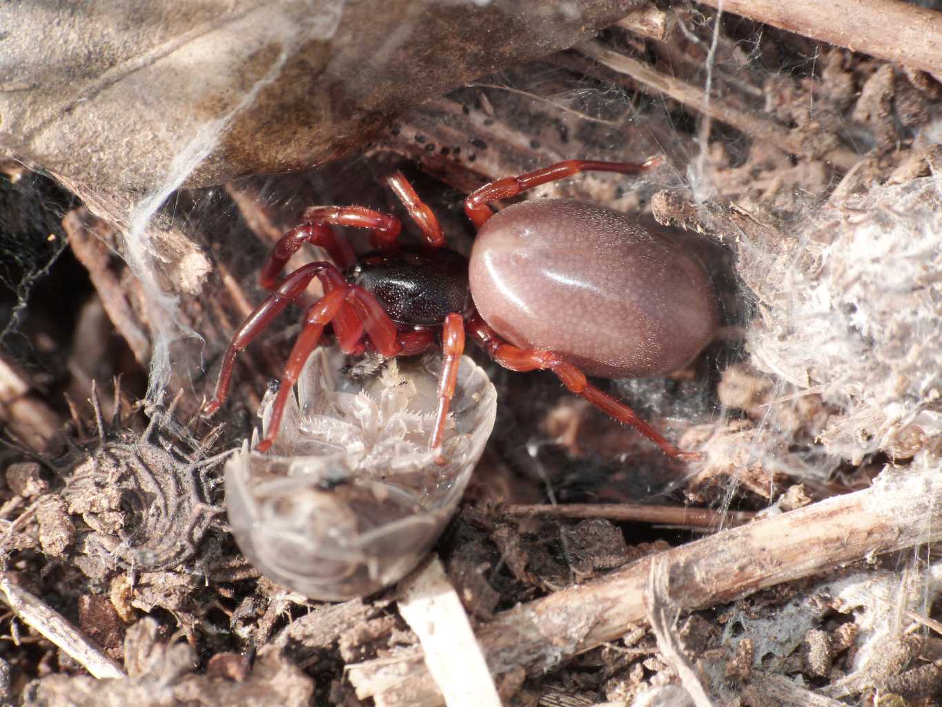 Dysdera sp. - Tolfa (RM)